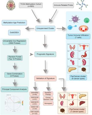 Identification of Methylation Immune Subtypes and Establishment of a Prognostic Signature for Gliomas Using Immune-Related Genes